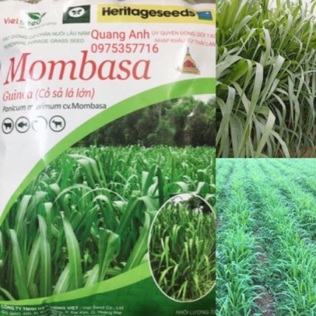 HẠT GIỐNG CỎ MOMBASA GHINE-CỎ SẢ LÁ LỚN - gói 500gr