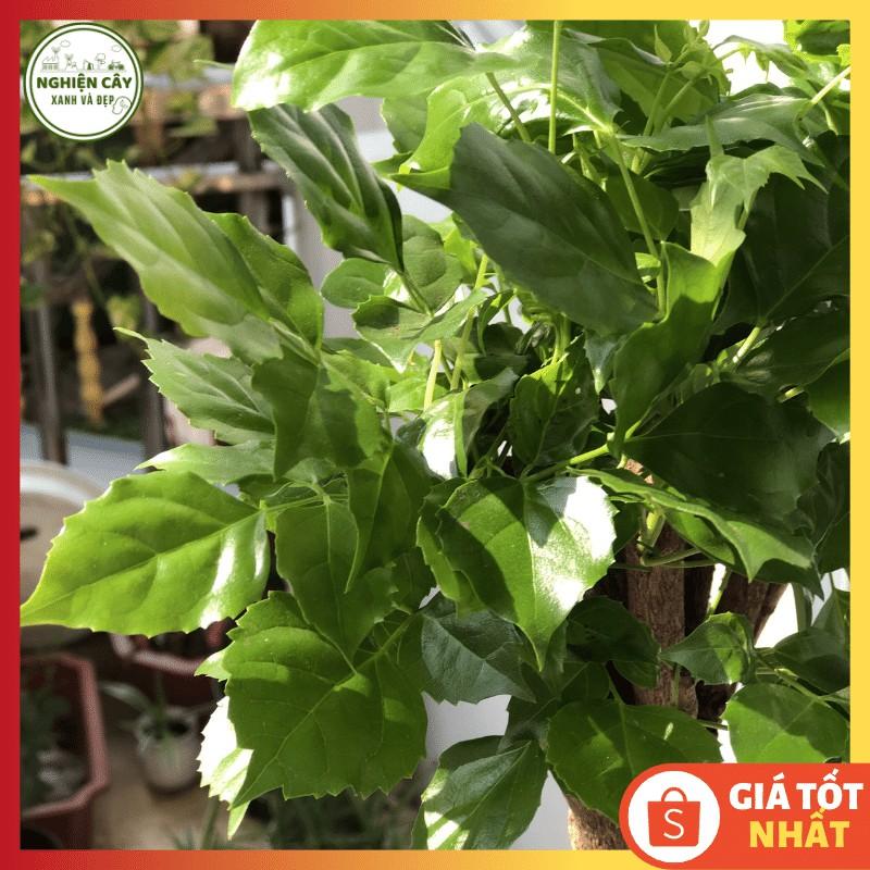 Cây hạnh phúc