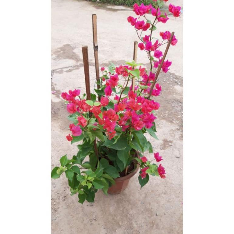 Sản phẩm CÂY HOA GIẤY
