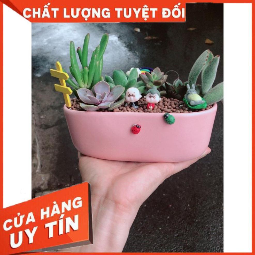 Chậu sen đá tiểu cảnh 18