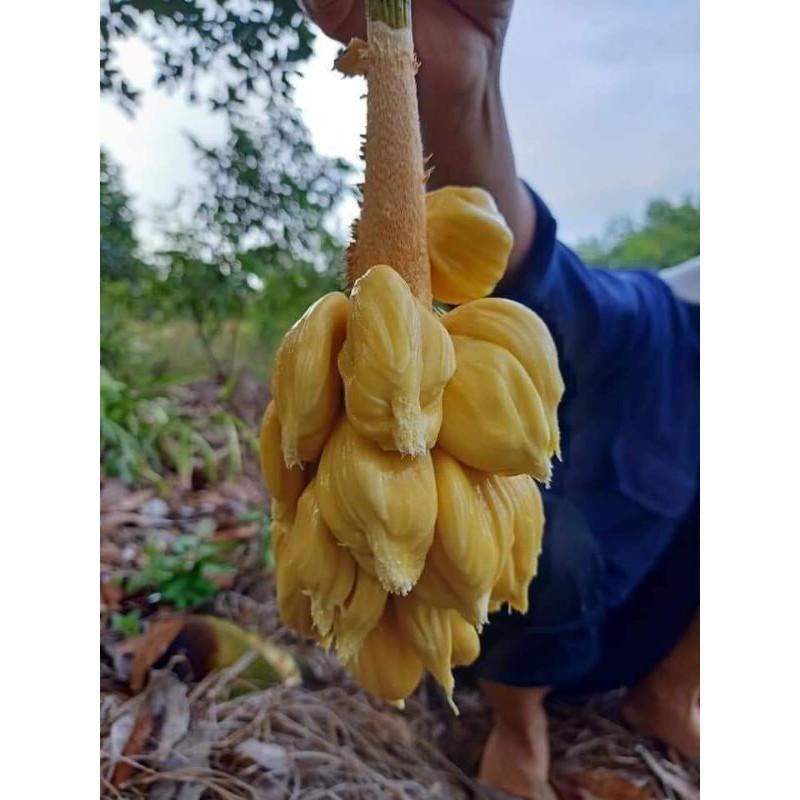 Cây Giống Mít Tố Nữ