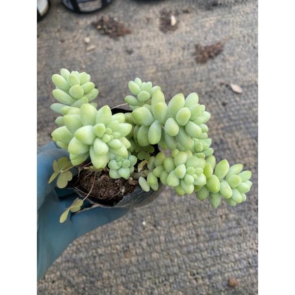 Cây sen đá chuỗi ngọc bi bạc