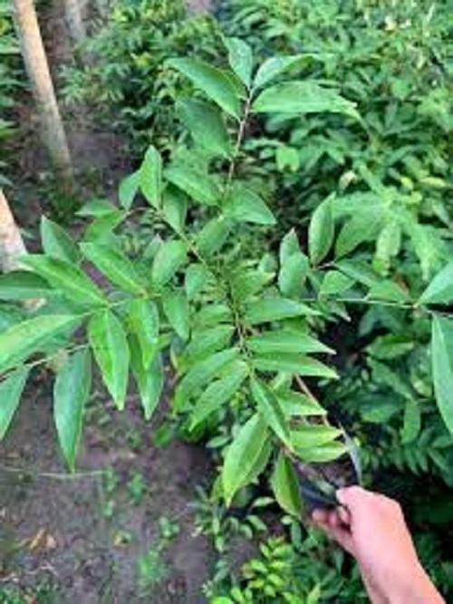 Cây Móc Mật giống, cây bầu lớn to khỏe, cây đẹp