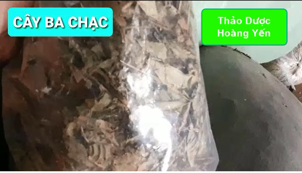 1kg cây ba chạc khô