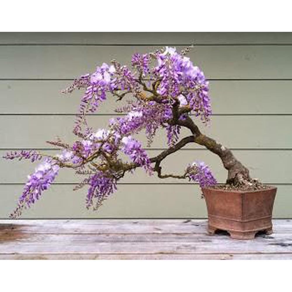 Cây hoa tử đằng thân gỗ, tạo dáng bonsai cực đẹp, hoa đẹp siêu sai hoa, giá rẻ