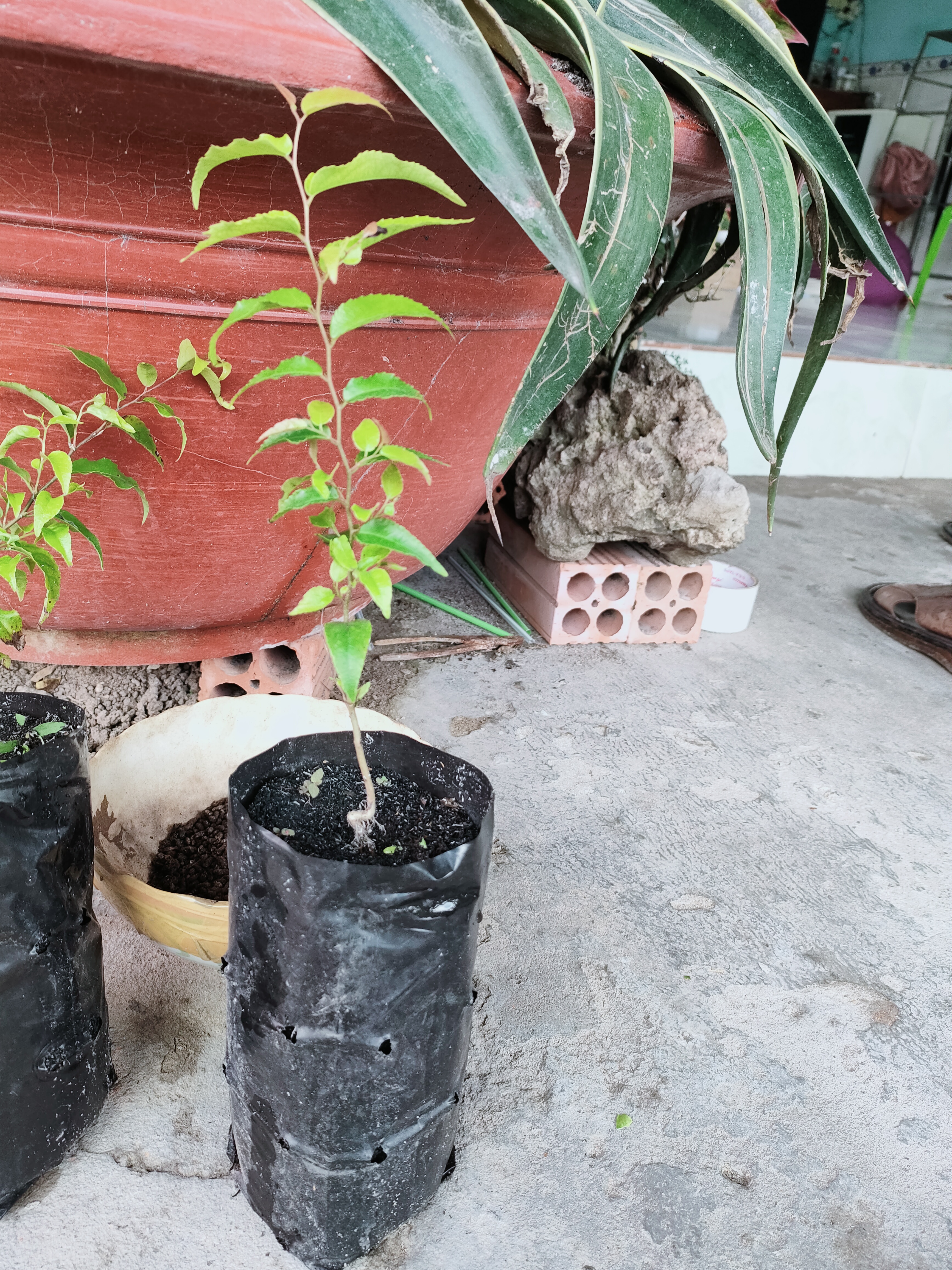 Cây hồng quân giống nhỏ 37k