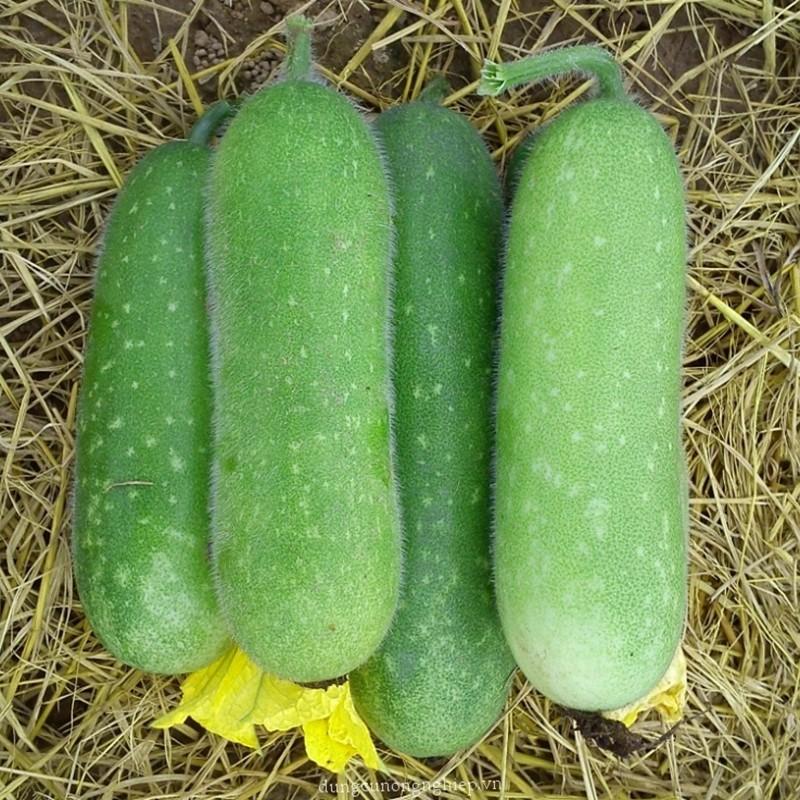 Hạt giống bí đao