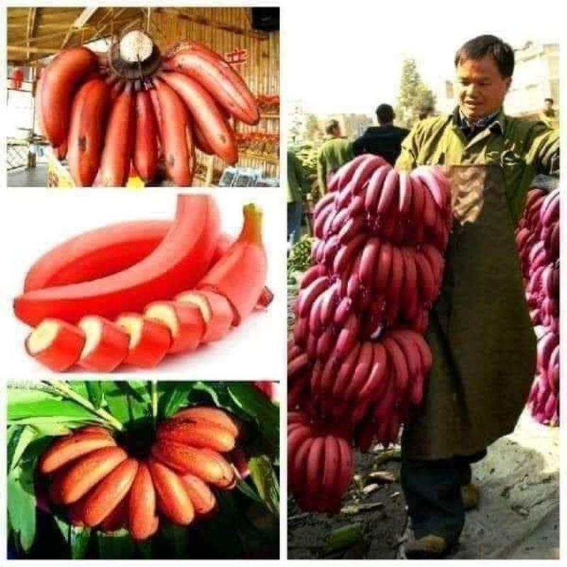 Cây giống chuối đỏ
