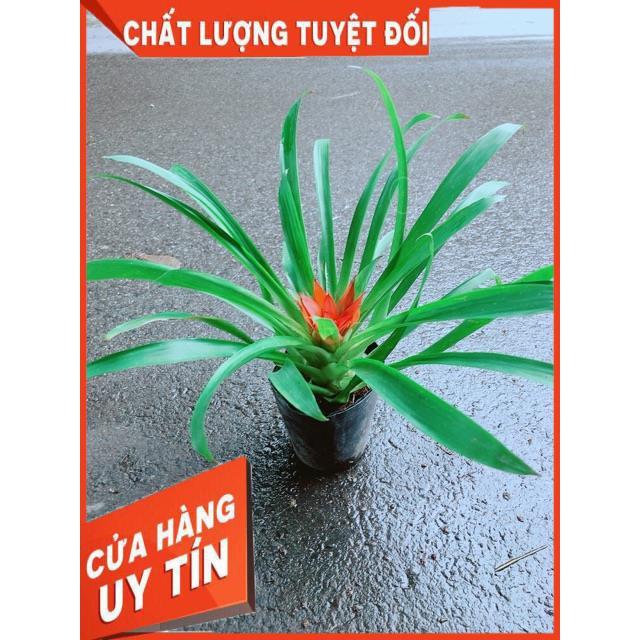 Phong Lộc Hoa