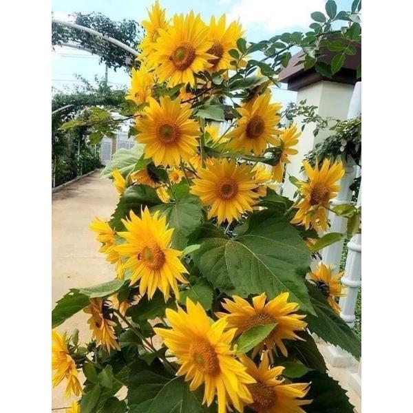 100 Hạt giống hoa Hướng Dương