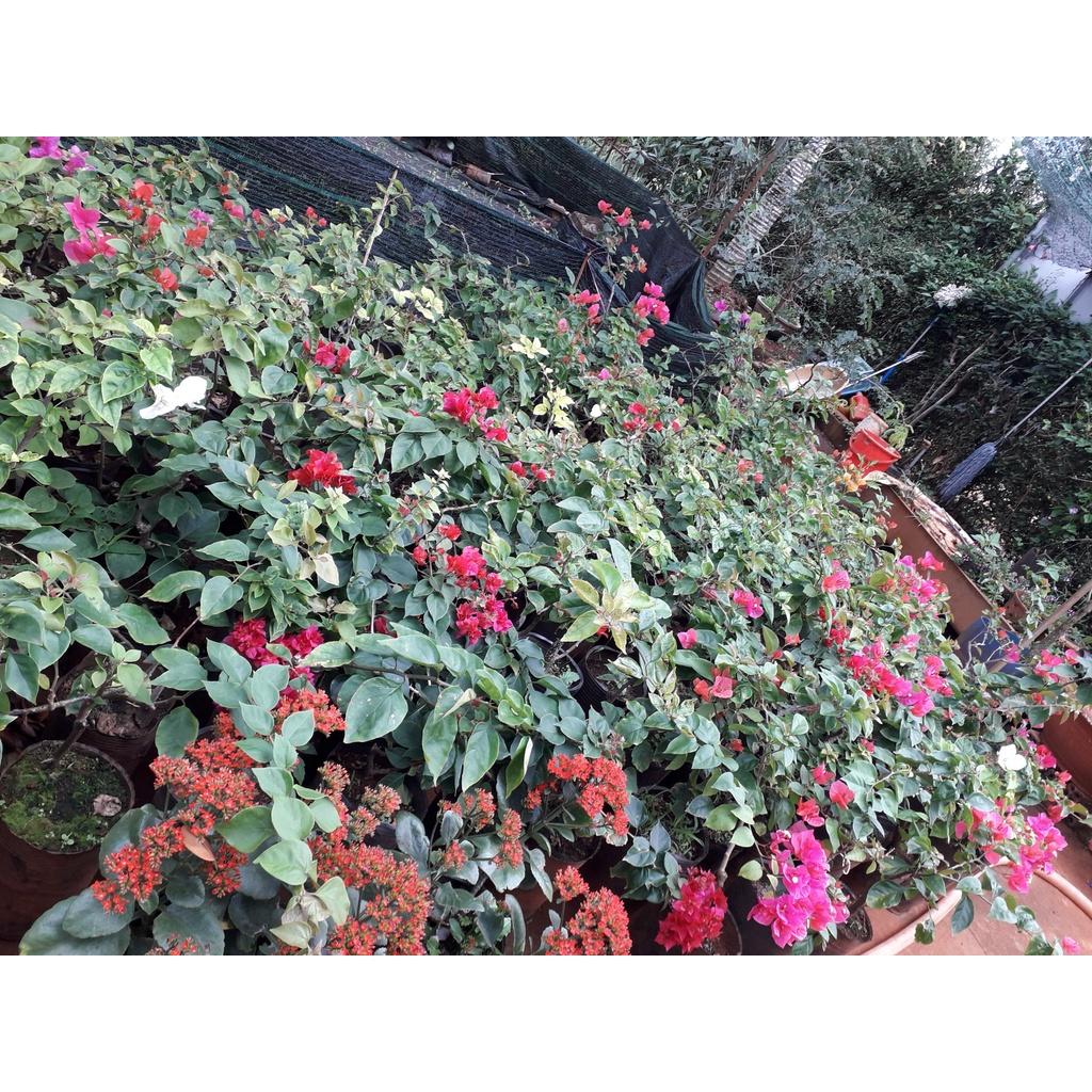 CÂY GIỐNG HOA BÔNG GIẤY