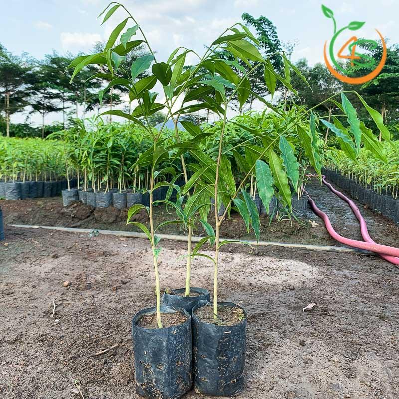 Cây GIỐNG GIó Bầu