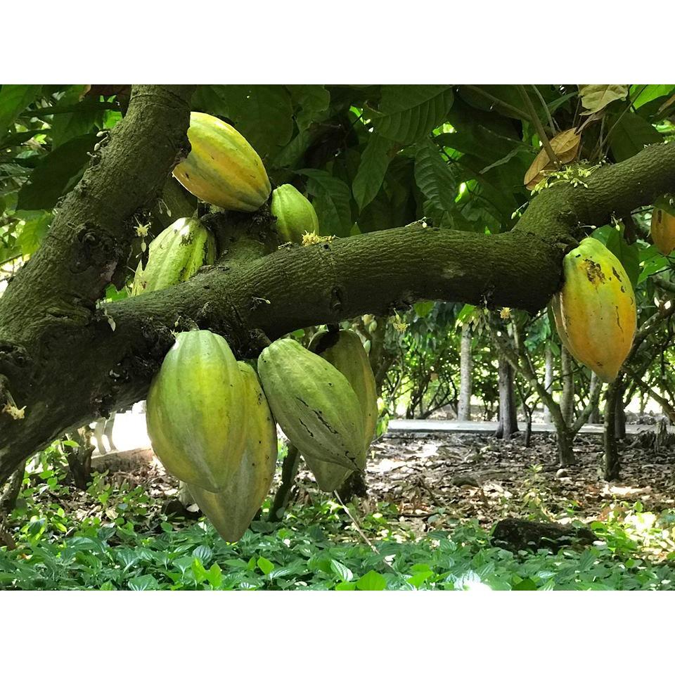 Cacao mass CacaoMi nguyên liệu làm sô cô la handmade từ hạt ca cao 100% nguyên chất không đường giàu dinh dưỡng 500g