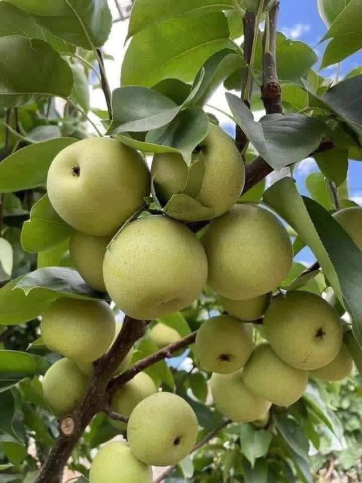 Cây giống lê vàng