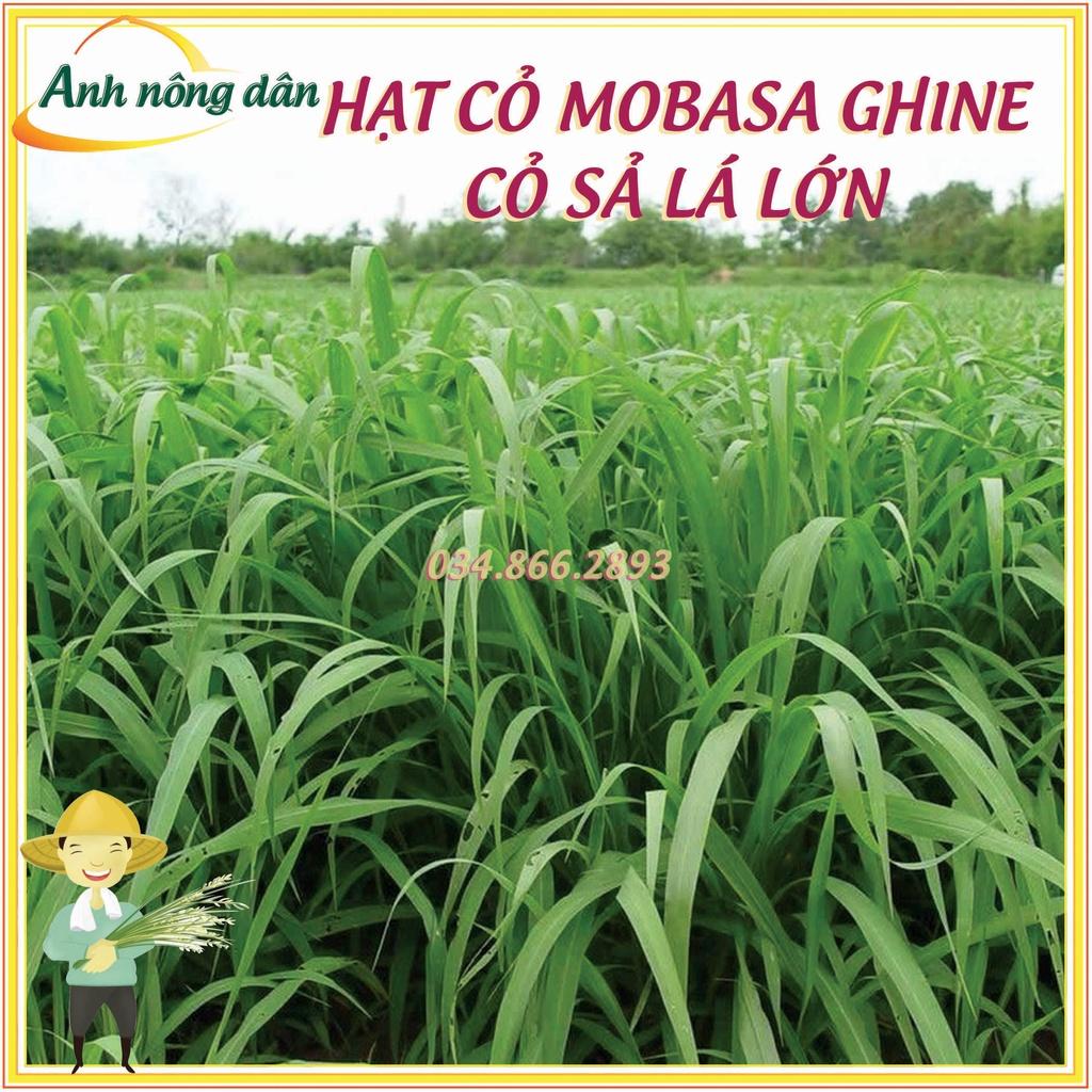 Gói 500g Hạt giống cỏ mobasa ghine - Hạt giống cỏ sả lá lớn - cỏ dùng cho chăn nuôi