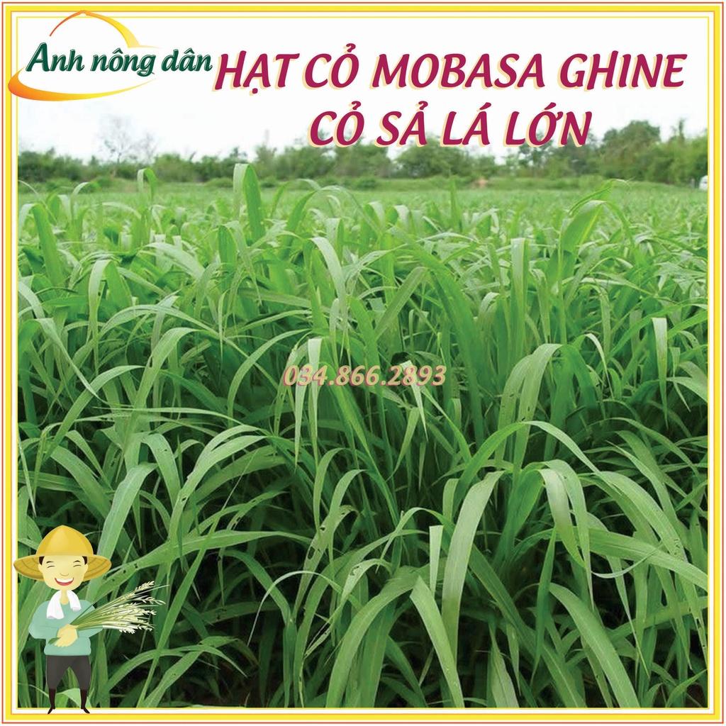 100g Hạt giống cỏ mobasa ghine - Hạt giống cỏ sả lá lớn - cỏ dùng cho chăn nuôi