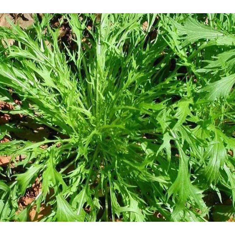 HẠT GIỐNG CẢI ĐUÔI PHỤNG TRANG NÔNG 20GR