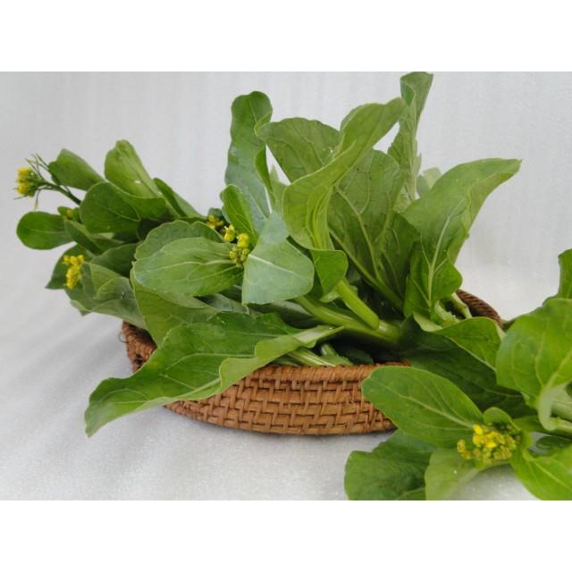 Hạt Giống Cải Ngồng