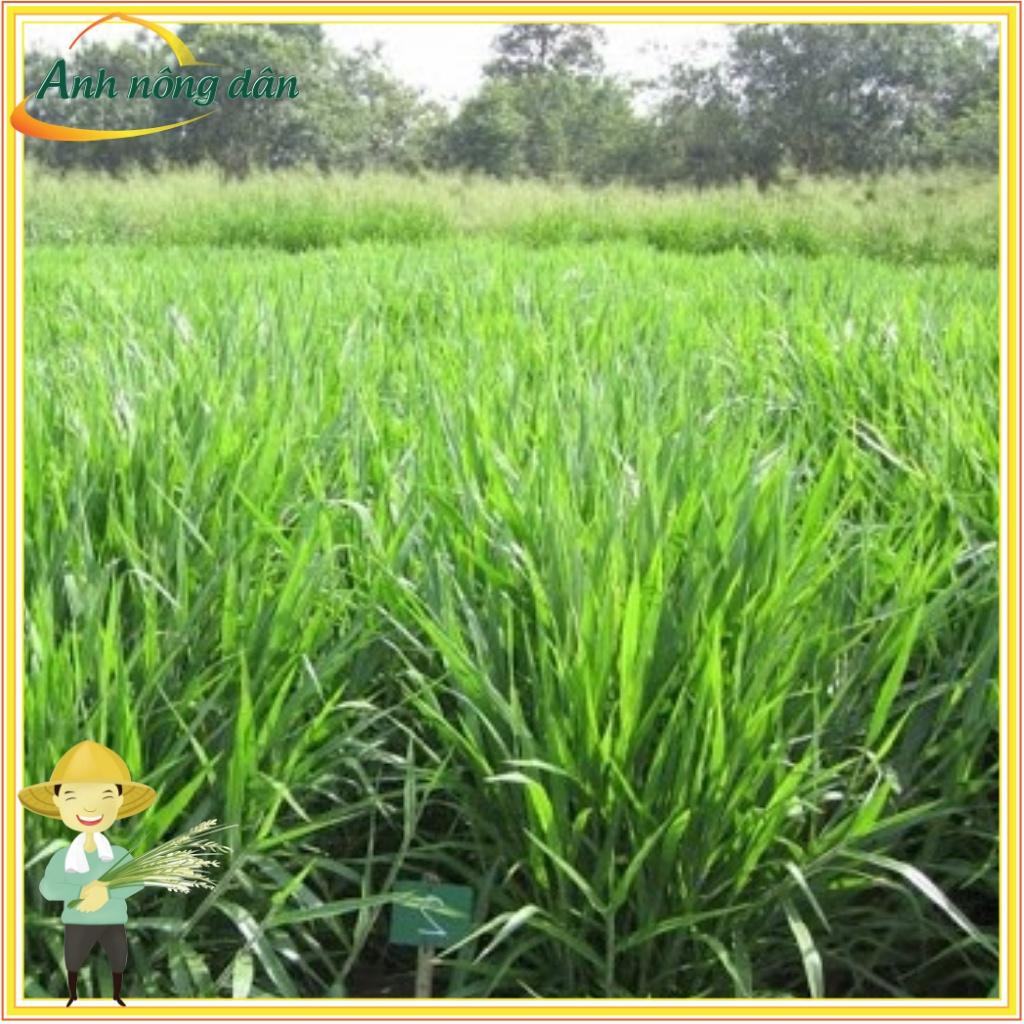 Gói 1kg Hạt giống cỏ Ubon Paspalum, chịu ngập tốt, năng suất cao, giàu dinh dưỡng - Anh nông dân chính hiệu