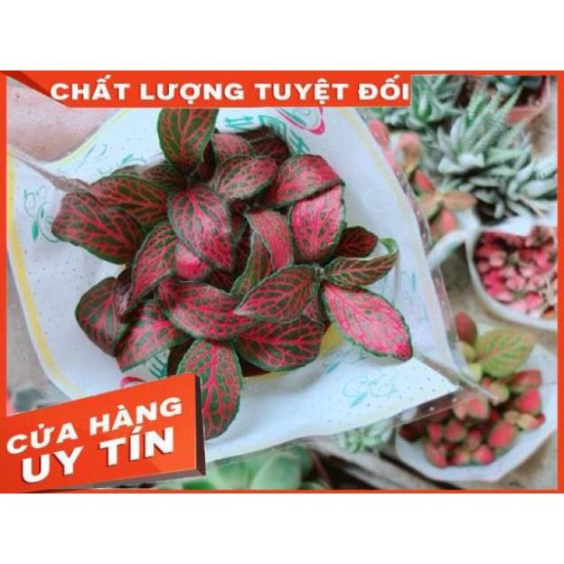 Cẩm Nhung Đỏ