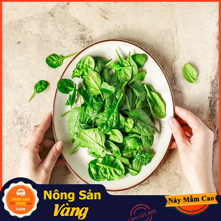 Hạt giống Cải Bó Xôi Chịu Nhiệt - Nông Sản Vàng
