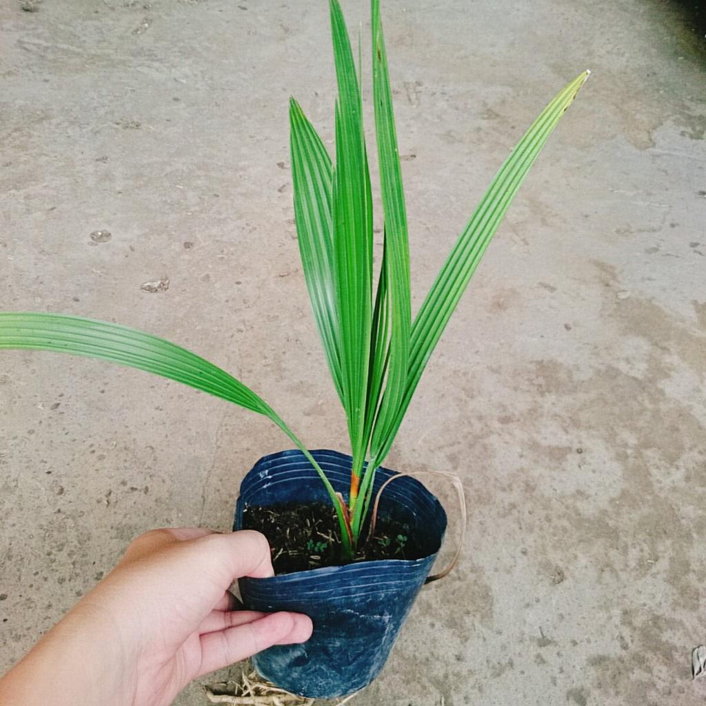 Cây Chà Là Trung Đông + tặng phân bón cho cây mau lớn