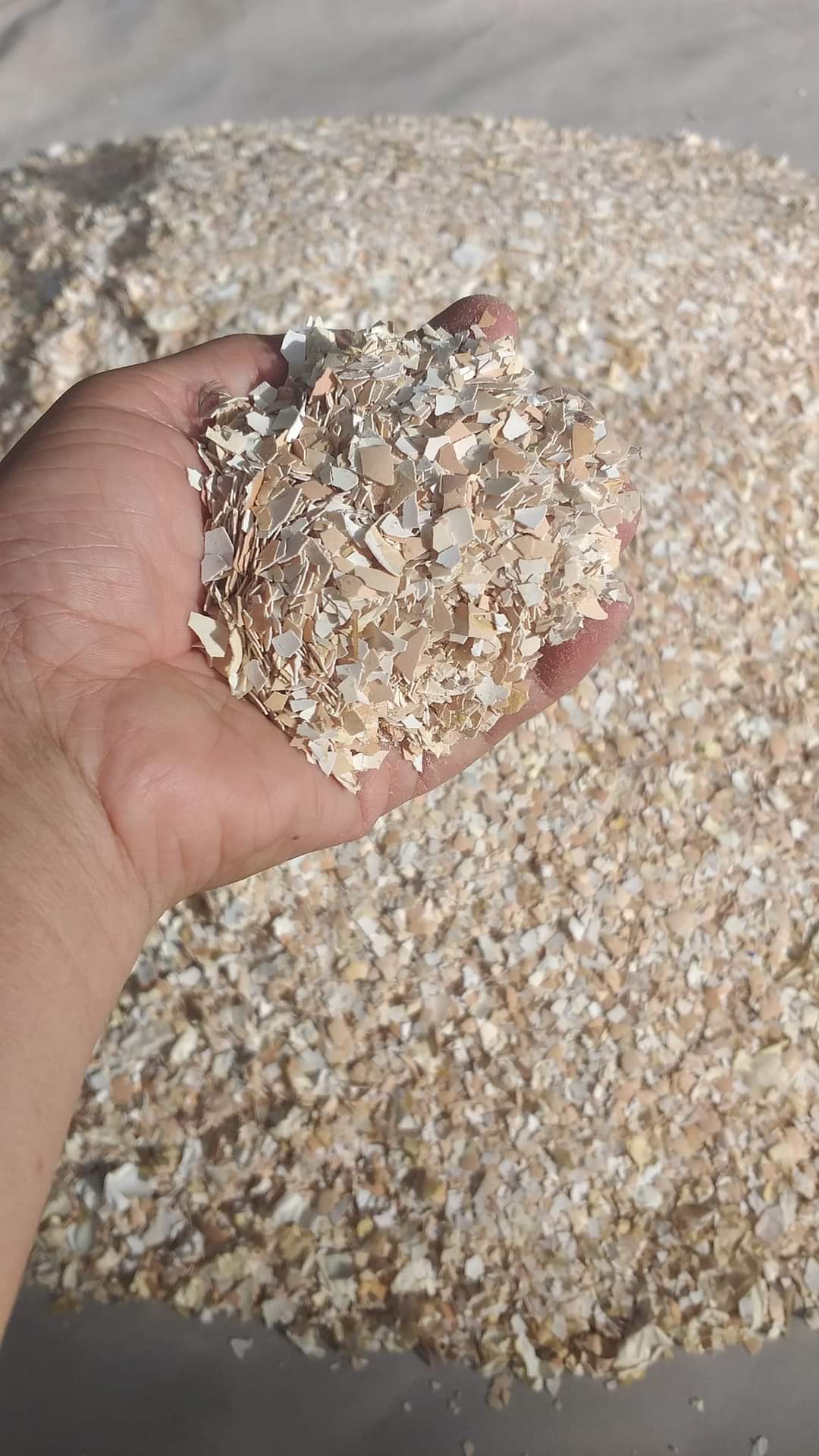 VỎ TRỨNG GÀ SFARM ĐÃ QUA XỬ LÝ - TÚI 1KG