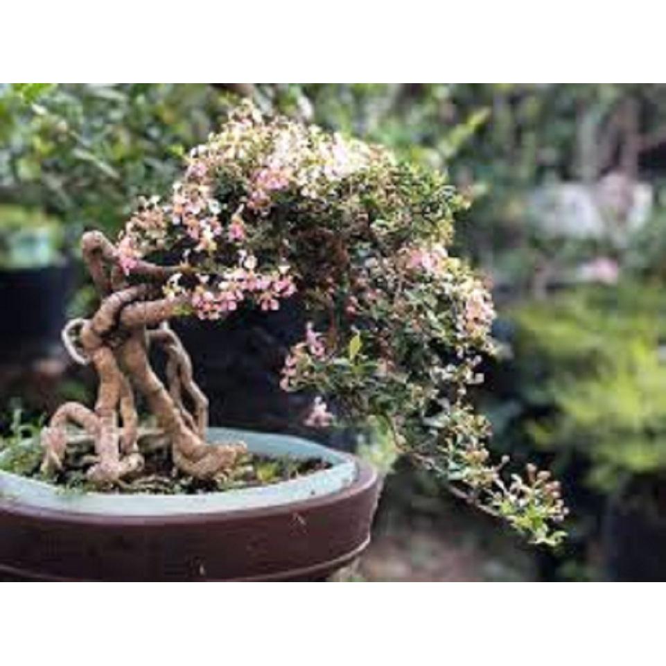CHẬU CÂY Hồng ngọc mai bonsai , CHẬU CÂY LỚN ĐẸP, GIÁ RẺ