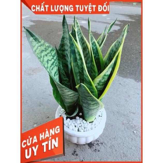 Chậu Lưỡi Hổ