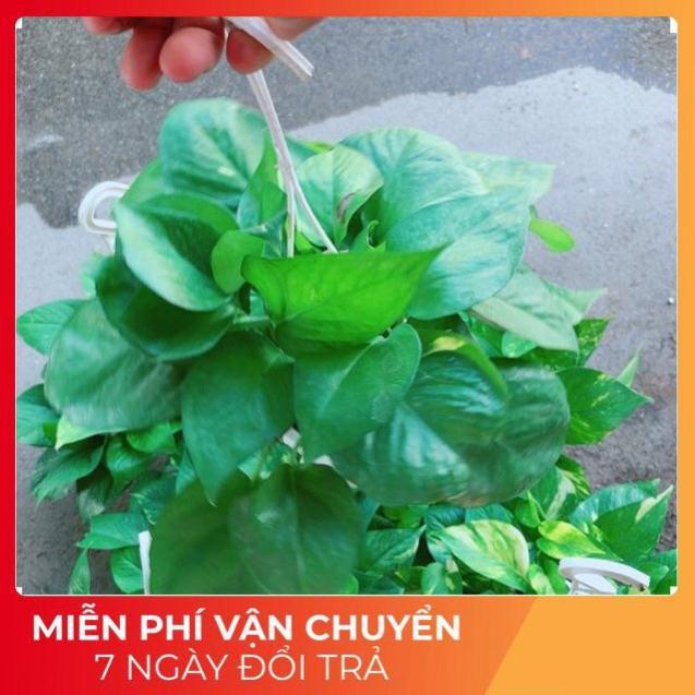 Chậu Trầu Bà Thái