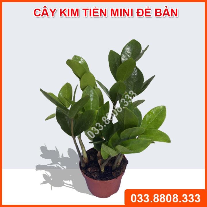 Cây nội thất kim tiền mini để bàn ( chậu nhựa nâu) - Cây tiền tài, tài lộc