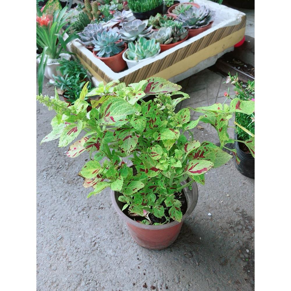 Cây Lá Gấm Vàng