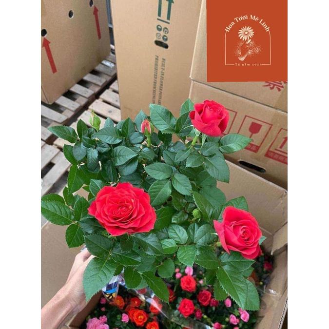 Hoa hồng ngoại Tezza ĐỎ NHUNG giống mini siêu hot