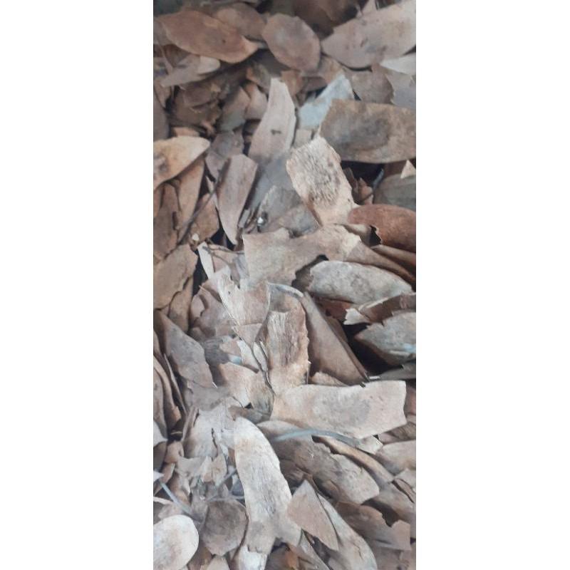 500gram sưa đỏ giống