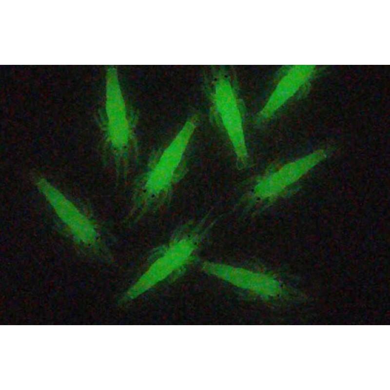 Bộ mồi câu giả hình tôm có loại lưỡi và k lưỡi siêu nhạy