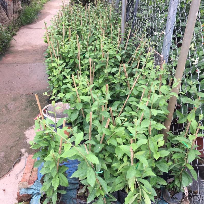 COMBO 5 bầu cúc tần ấn độ