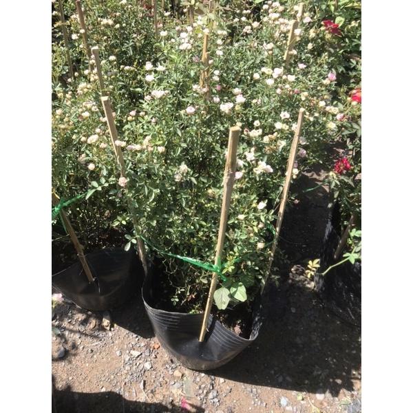 Hoa hồng ngoại pingpong- bầu to cây lớn trưởng thành