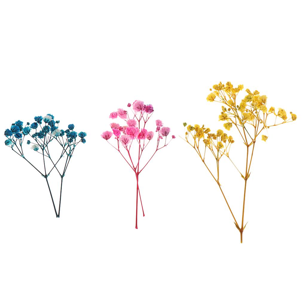 Túi Hoa Ép Khô Dùng Trang Trí Thủ Công Đa Năng