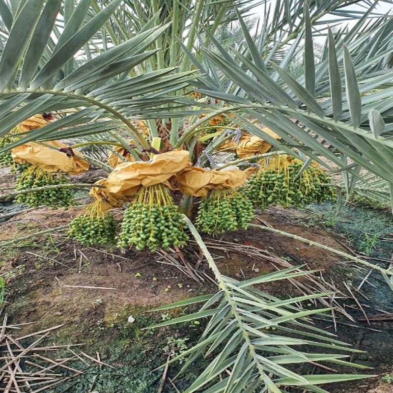 Cây Chà Là Trung Đông (Cây cao 30 - 40cm) + tặng phân bón cho cây mau lớn