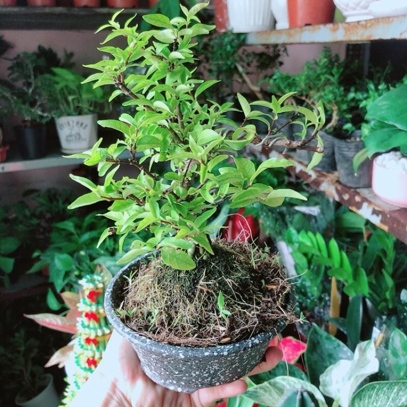 Chậu Cây Mai Chiếu Thuỷ Bonsai Mini