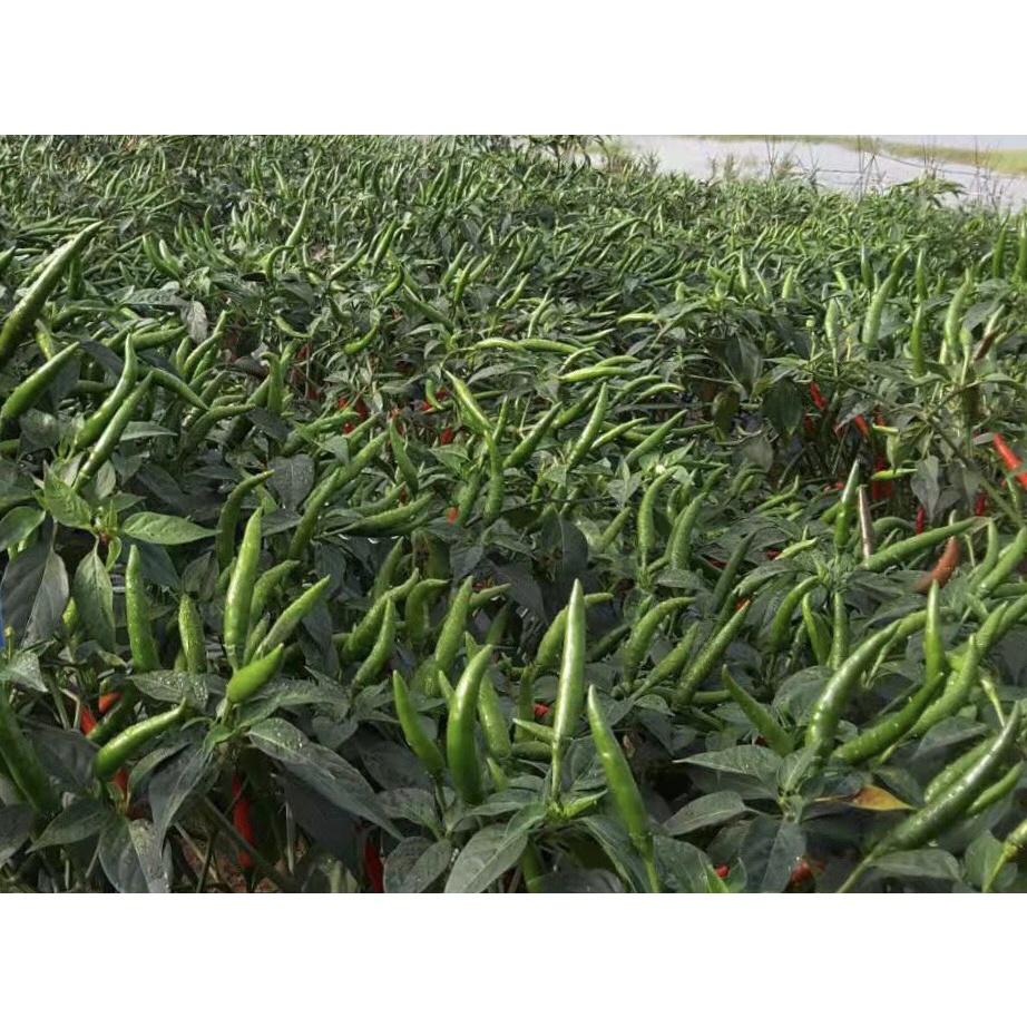 Hạt Giống Ớt Chỉ Thiên Lai F1 - AGRI THAI 666