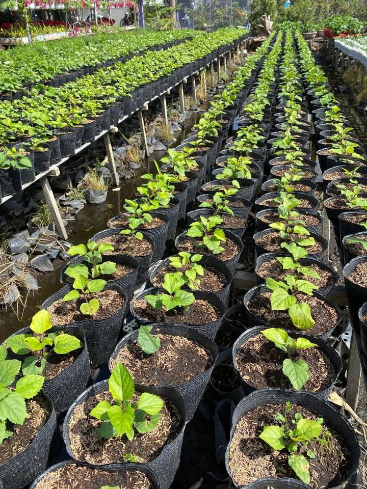 Bầu ươm cây 26x21a 1kg 50 bầu