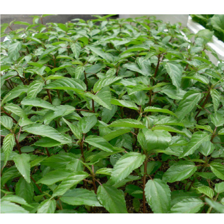 Hạt Giống Rau Đay Đỏ 20gram -Giống Tốt Giá Rẻ