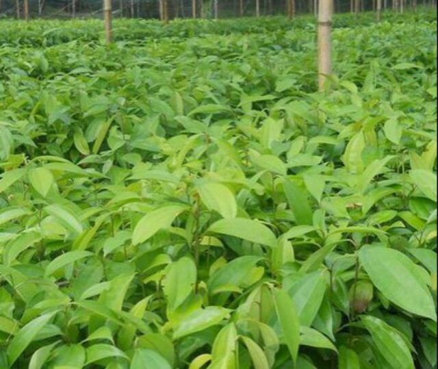 Combo - 2 Cây quế, chiều cao cây 90cm-1m