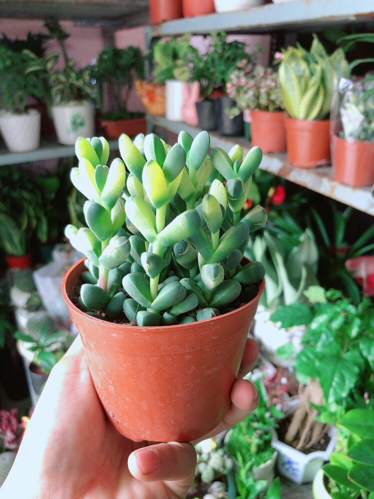 Sen Đá Tim Hàng Đẹp