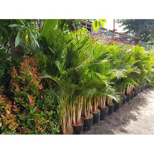 CAU LỤA VÀNG CÂY CAU NHẬT BẦU CÂY GIỐNG -