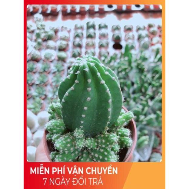 Xương Rồng Bụi