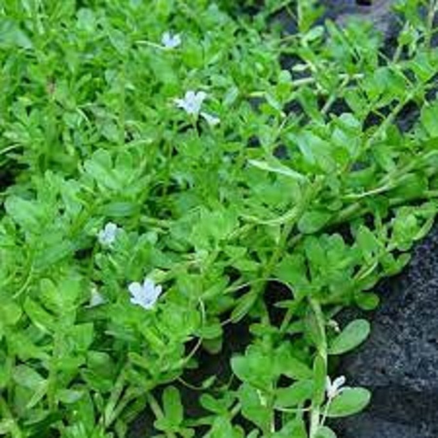 Phân Bón Đầu Trâu MK 20-20-15 Chuyên Rau màu - hoa, cây cảnh