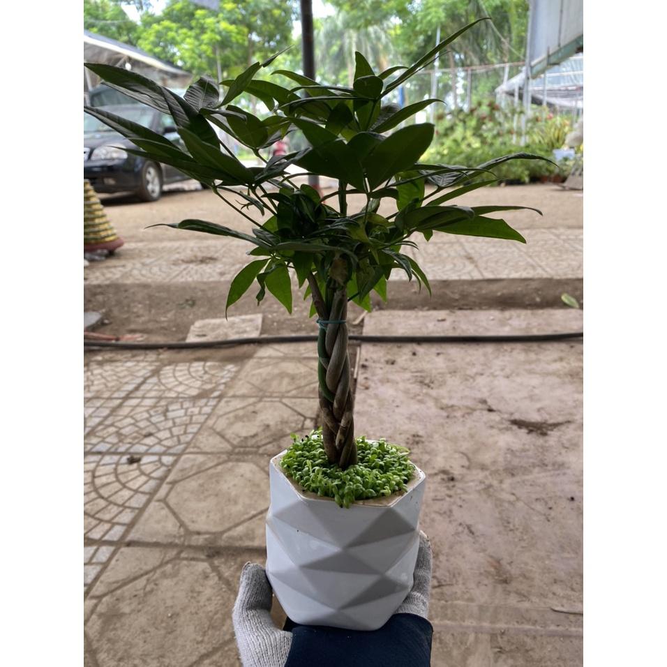 Chậu kim ngân xoắn để bàn