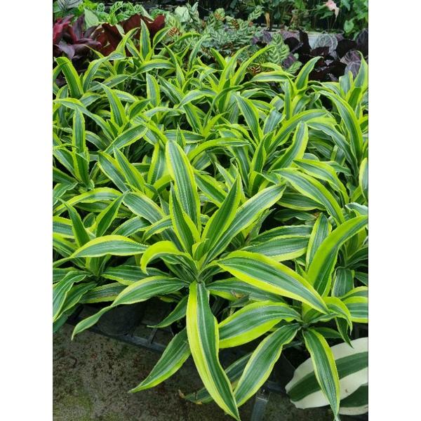 chậu Cây phát tài Mỹ Dracaena fragrans